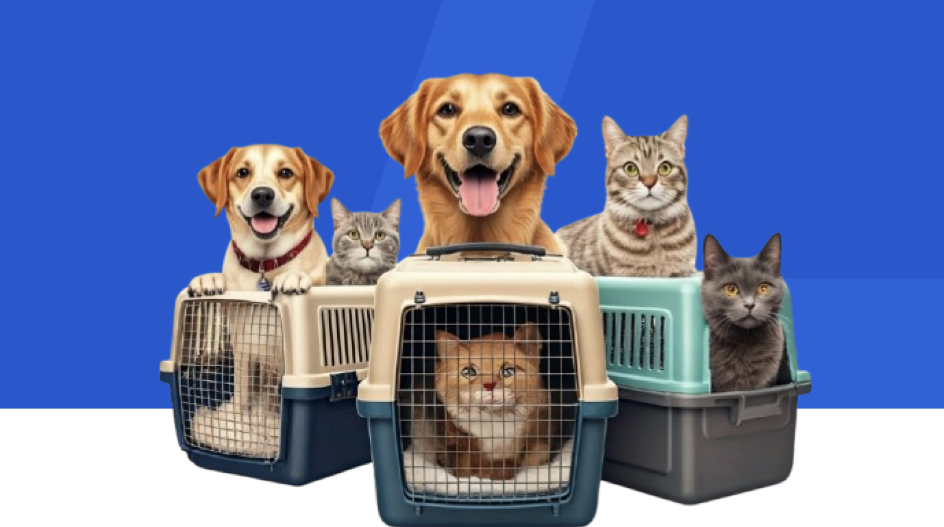 📦 Pet Travel Crates